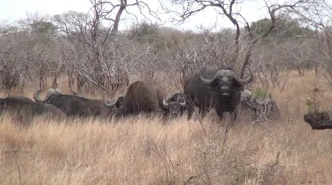 Cape Buffalo Herd Stock Footage 10980875