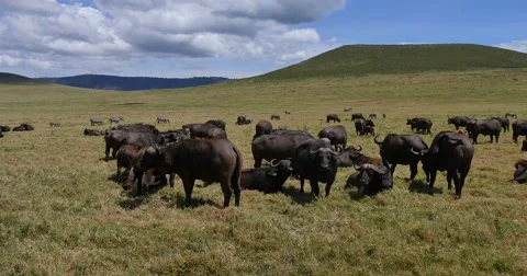 Cape Buffalo Herd Video stock 60383201