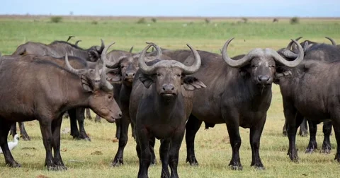 Cape Buffalo Herd Video stock 60383218