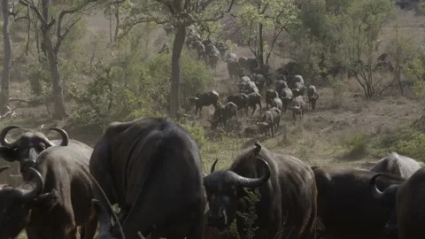 Cape Buffalo herd Stock Footage 138192912