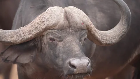 Cape Buffalo Herd Stock Footage 285940005