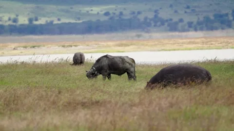 Cape Buffalo Herd Stock Footage 327038853