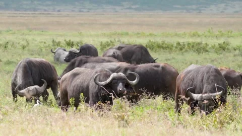 Cape Buffalo Herd Stock Footage 327038892