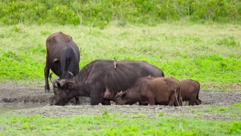 Cape Buffalo Herd Video stock 328049714