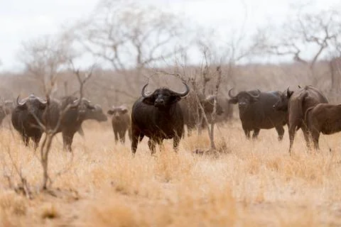 Cape buffalo herd Stock Photos
