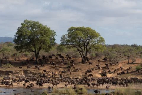 Cape buffalo herd Stock Photos