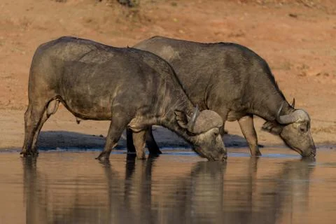 Cape buffalo herd Stock Photos