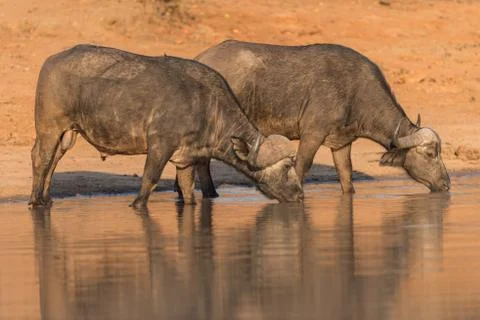 Cape buffalo herd Stock Photos