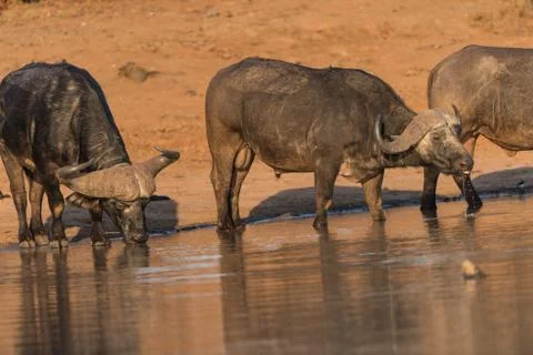 Cape buffalo herd Stock Photos