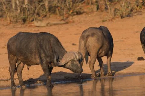 Cape buffalo herd Stock Photos