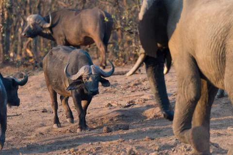 Cape buffalo herd Stock Photos