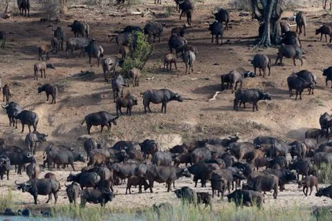 Cape buffalo herd Stock Photos
