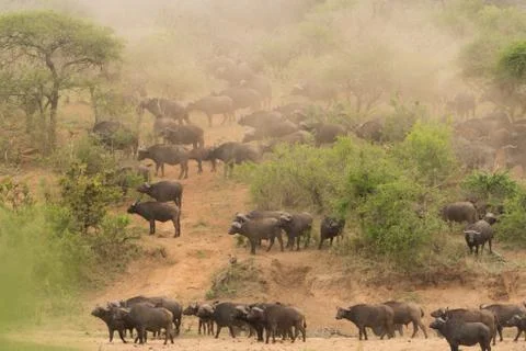 Cape buffalo herd Stock Photos