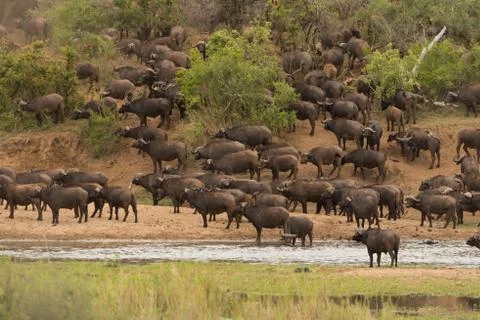 Cape buffalo herd Stock Photos