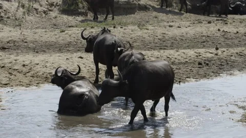 Cape Buffalo herd at river Stock Footage 138192938