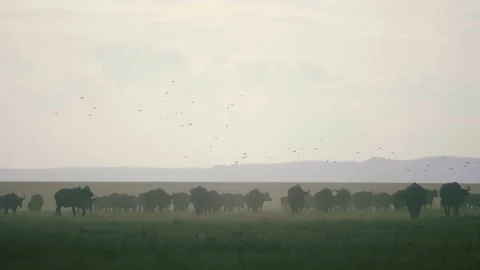 Cape buffalo herd run from danger and kick up dust in the savanna, slow motion. Stock Footage 156467054