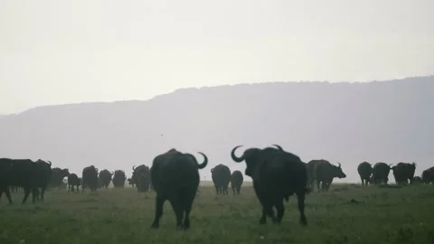 Cape buffalo herd run from danger and kick up dust in the savanna, slow motion. Stock Footage 156467122