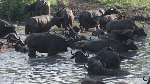 Cape buffalo herd taking a dip at a waterhole Stock Footage 125581587