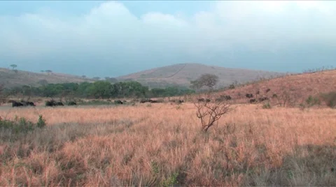 Cape Buffalo in Hluhluwe Game Reserve Stock Footage