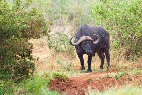 Cape Buffalo in Kenya Stock Photos