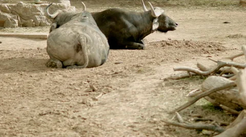 Cape Buffalo Laying Down Stock Footage 61115098