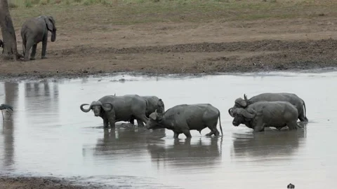 Cape buffalo leaving mud pan Stock Footage 146035617