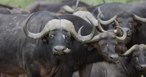 Cape Buffalo looking at camera while Red-billed oxpecker removes parasites Video stock 276473229