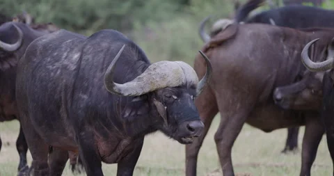 Cape Buffalo looking at camera while Red-billed oxpecker removes parasites face Video stock 276477676
