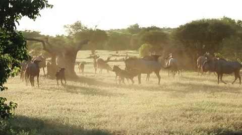 Cape buffalo migrate across the dusty plains of Africa. Video stock 49090520