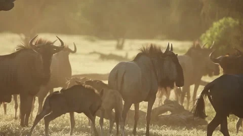 Cape buffalo migrate across the dusty plains of Africa. Stock Footage 49090764