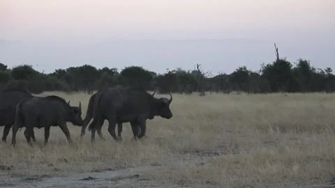 Cape buffalo move left‑to‑right; one startles another causing a quick jolt Vídeos de archivo 319428055