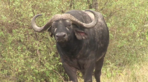 Cape buffalo moves Stock Footage 478729