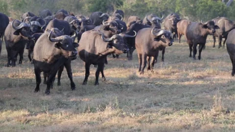 Cape buffalo moving in on lion cubs Stockbeeldmateriaal 202244776