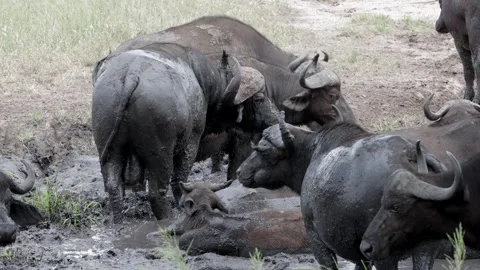 Cape buffalo mud bath sequence Stock Footage 307208887
