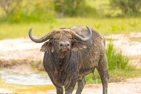 Cape buffalo with mud coat Stockfoto's