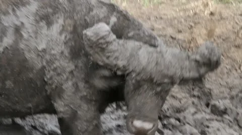 Cape Buffalo Mud 库存影片 10213006