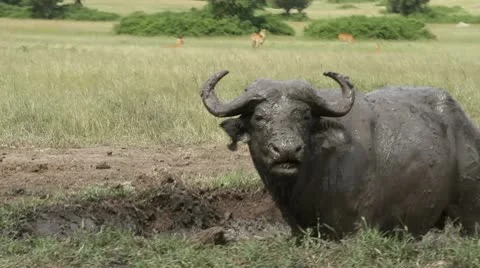 Cape Buffalo in Mud 库存影片 10213863