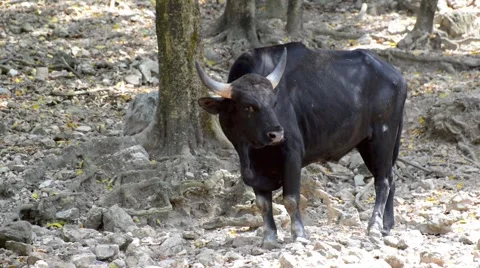 Cape buffalo, or African buffalo chewing on grass Stock Footage 44409799