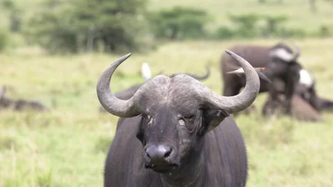Cape buffalo with oxpecker bird taking flight in Masai Mara savanna 스톡 동영상 322048455