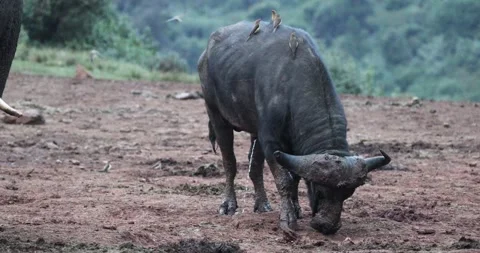 Cape Buffalo Pee On The Mountains In Kenya, East Africa. Static Shot Stock Footage 259869041