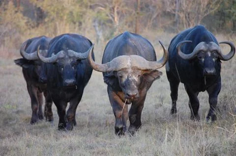 Cape buffalo Stock Photos