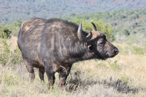Cape Buffalo Stock Photos