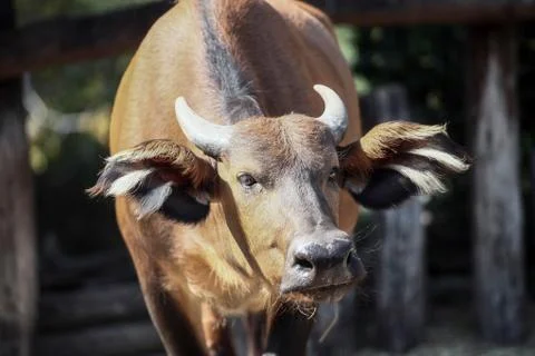 Cape buffalo Stock Photos