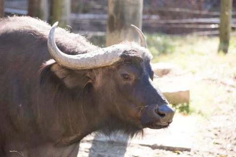Cape Buffalo Stock Photos