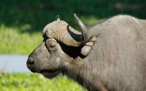 Cape Buffalo Stock Photos