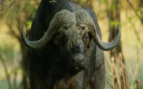 Cape Buffalo Stock Photos