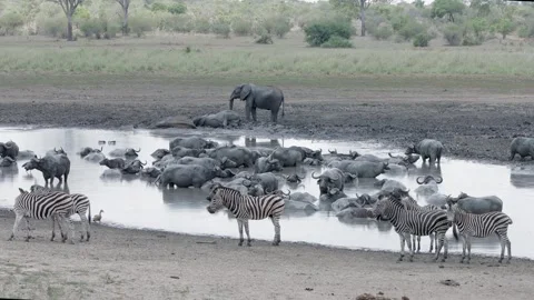 Cape buffalo in a pool of muddy sludge Stockbeeldmateriaal 307208799