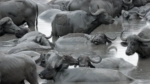 Cape buffalo in a pool og mud Stock Footage 307208798