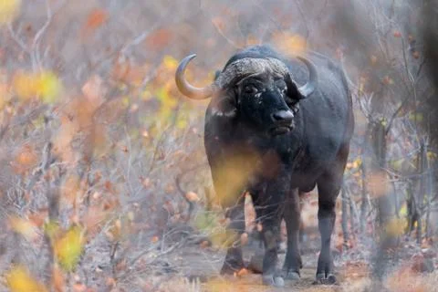 Cape buffalo portrait Stock Photos