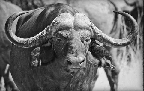 Cape Buffalo Portrait Stock Photos